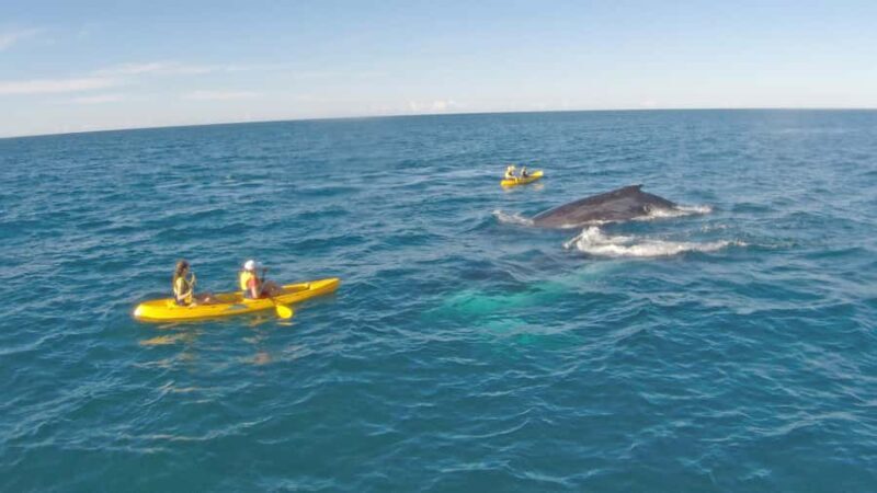 Whale Watching Ocean Kayak + Great Beach Drive Adventure - An Authentic, Environmentally Conscious Adventure