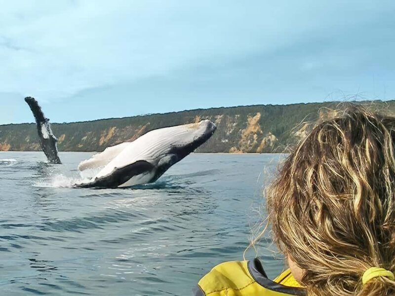 Whale Watching Ocean Kayak + Great Beach Drive Adventure - The Value and What It Means for You