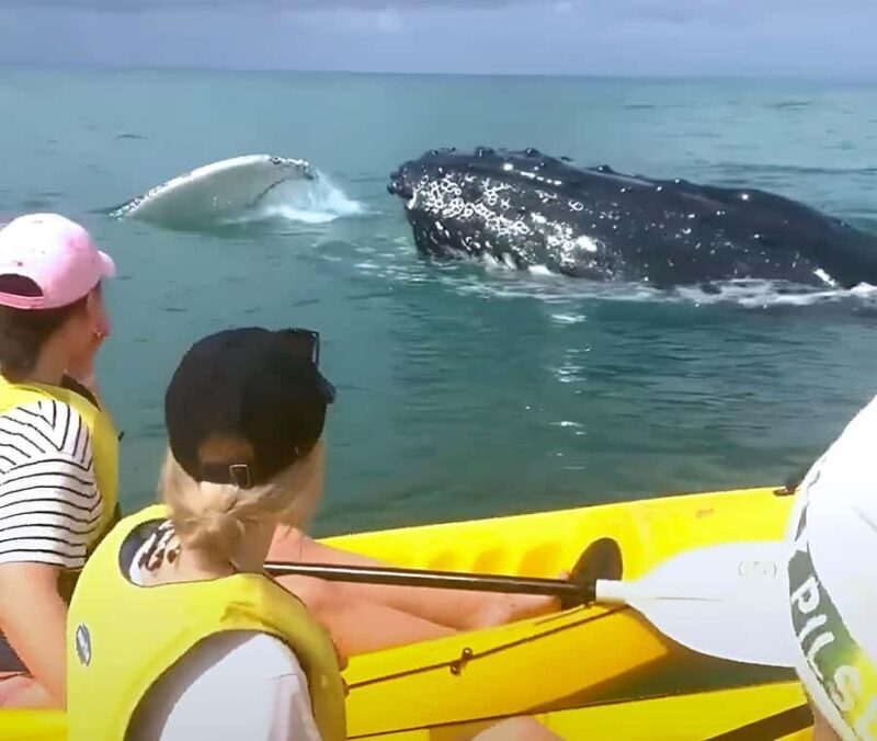 Whale Watching Ocean Kayak + Great Beach Drive Adventure - Final Thoughts: A Unique Blend of Adventure and Conservation