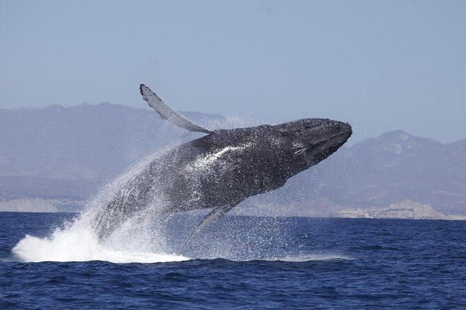 Whale Watching on 2 Level Big Boat with Breakfast and Drinks INCLUDED - An In-Depth Look at the Experience