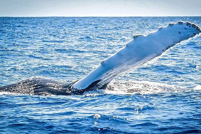Whale Watching on Sundeck in Bermuda - Practical Tips for Your Whale-Watching Trip