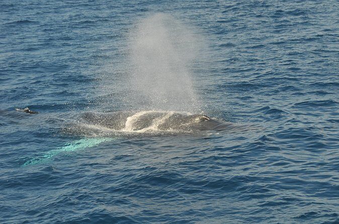 Whale Watching on Sundeck in Bermuda - Frequently Asked Questions