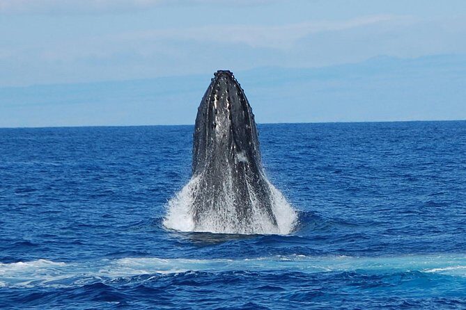 Whale Watching On The Big Island - Authentic Perspectives from Travelers