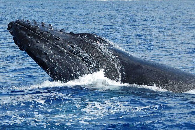 Whale Watching On The Big Island - Value and Pricing: Is It Worth It?