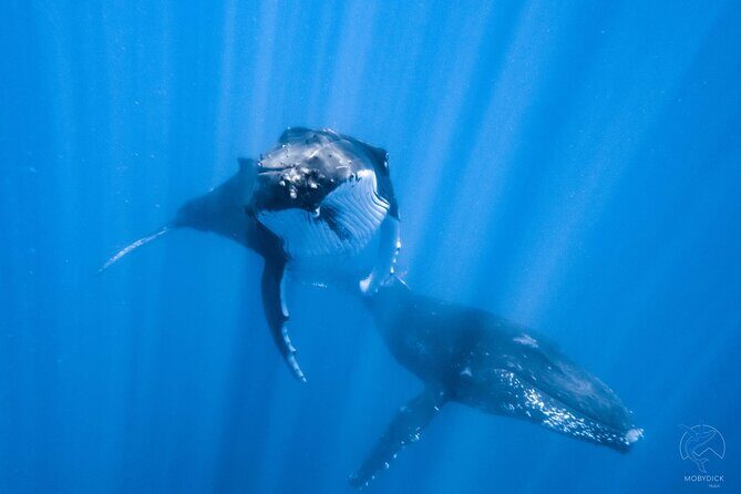 Whale watching on the preserved and quiet coast of Paea (Pk26) - Key Points