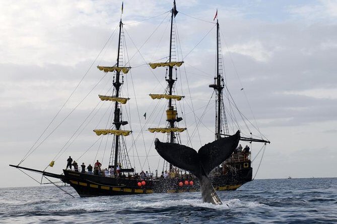 Whale-Watching Pirate Ship Cruise in Los Cabos - The Sum Up