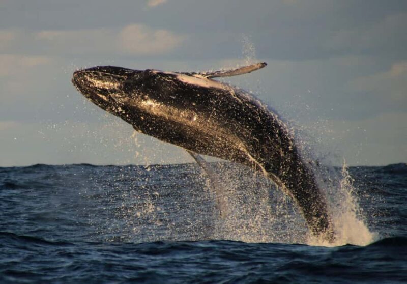 Whale Watching Safari Byron Bay - Introduction to the Byron Bay Whale Watching Tour