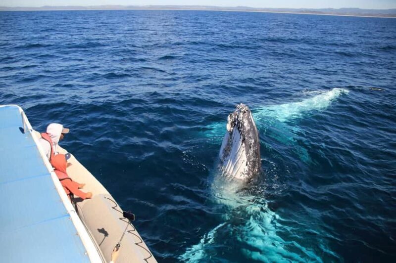 Whale Watching Safari Byron Bay - What to Expect During Your Tour