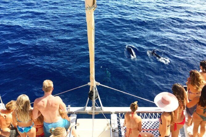 Whale Watching Sail in Honolulu with Open Bar - Why Choose This Whale Watching Sail?