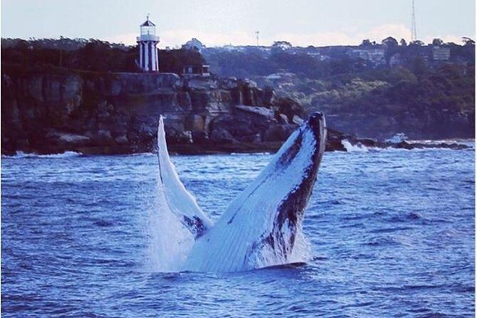 Whale Watching Sailing Experience in Sydney - What You Can Expect From This Whale Watching Tour