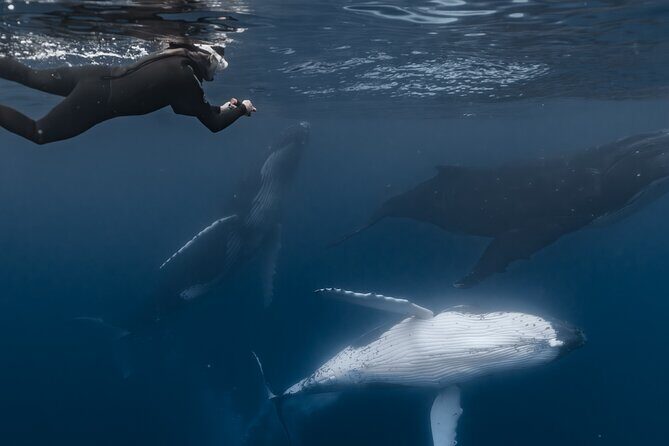 Whale Watching Shared Half Day - Real Experiences from Travelers