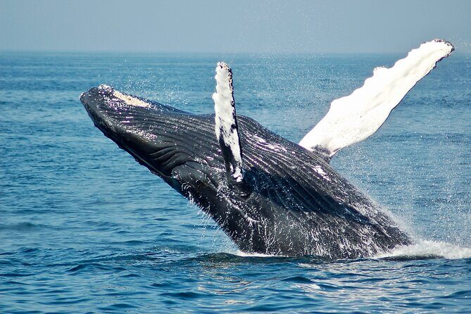 Whale Watching Snorkel Combo - An In-Depth Look at the Experience