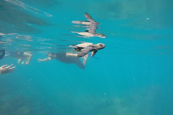 Whale Watching Snorkel Combo - FAQs