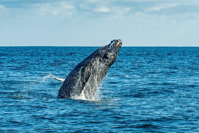 Whale Watching & Snorkeling Combo in Los Cabos with Photos Included - Photos & Videos: Memories for Free