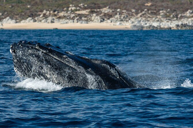 Whale Watching & Snorkeling Combo in Los Cabos with Photos Included - Who Should Consider This Tour?