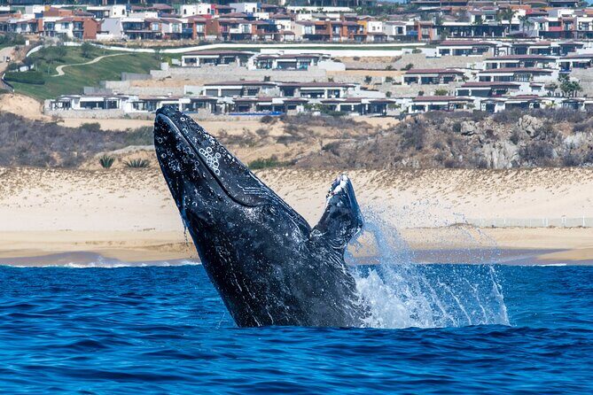 Whale Watching & Snorkeling Combo in Los Cabos with Photos Included - Final Thoughts: Worth It for True Marine Enthusiasts