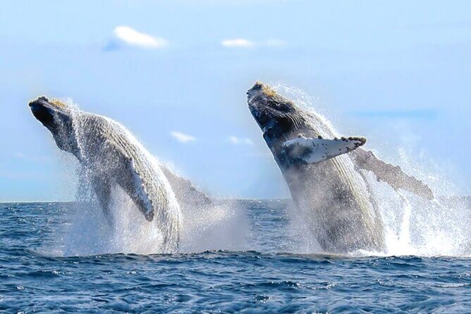 Whale Watching & Snorkeling Private Yacht Tour Cabo with Food & Drinks - Water Activities: Snorkeling, Paddleboarding, and Floating Fun