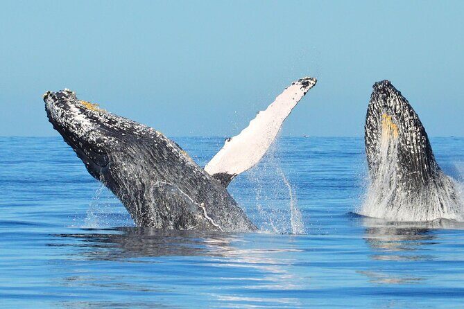 Whale Watching & Snorkeling Private Yacht Tour Cabo with Food & Drinks - Practical Considerations: Booking, Duration, and Cost
