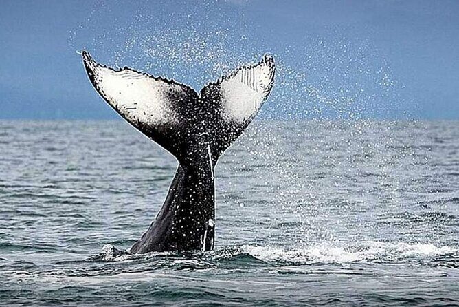 Whale Watching & Snorkeling Private Yacht Tour Cabo with Food & Drinks - Authentic Traveler Experiences