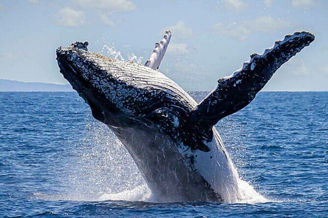 Whale Watching & Snorkeling Private Yacht Tour Cabo with Food & Drinks - The Sum Up
