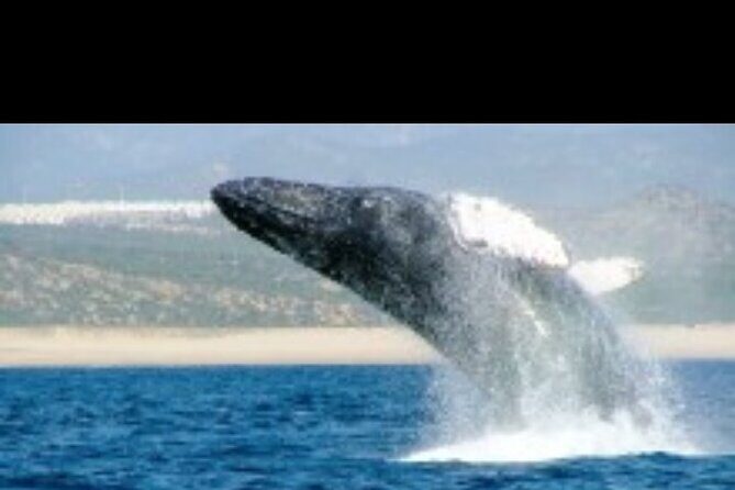 Whale Watching Sunset Tour - A Closer Look at the Experience