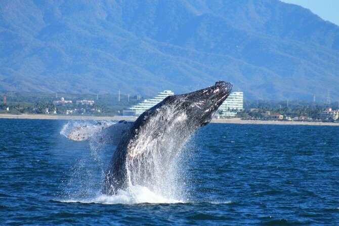 Whale Watching The Best Of Puerto Vallarta - An Honest Look at the Whale Watching Experience