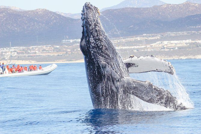Whale Watching, The Famous Arch and Fast Boat Tour in Los Cabos - An In-Depth Look at the Tour Experience
