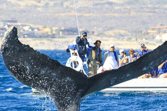Whale Watching, The Famous Arch and Fast Boat Tour in Los Cabos - Authentic Traveler Perspectives