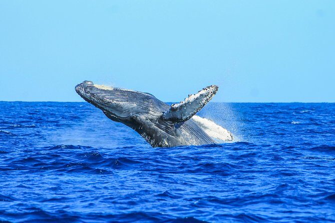 Whale Watching, The Famous Arch and Fast Boat Tour in Los Cabos - Why This Tour Is Worth Considering