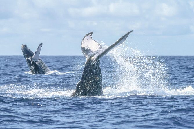 Whale Watching, The Famous Arch and Fast Boat Tour in Los Cabos - The Sum Up