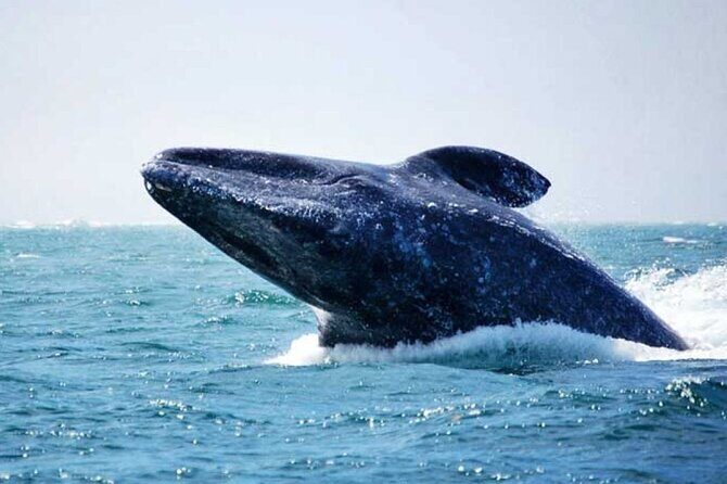 Whale Watching Tour - What to Expect on the Whale Watching Tour