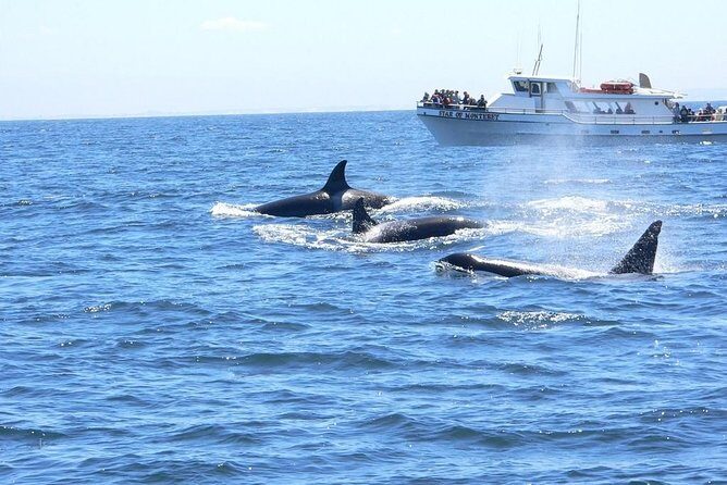 Whale Watching Tour - Key Points