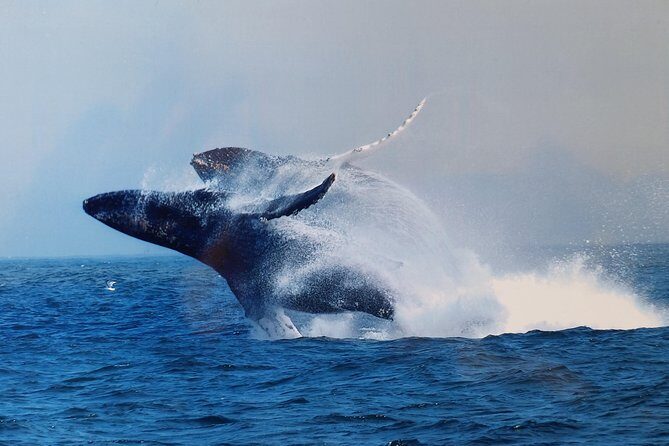 Whale Watching Tour - Analyzing the Value and Price