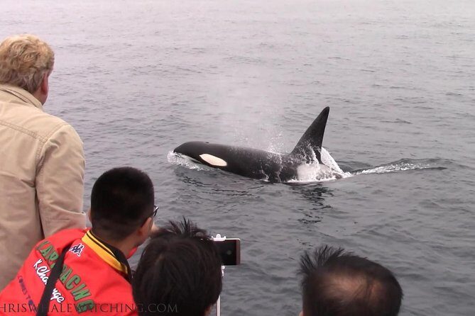 Whale Watching Tour - The Sum Up — Who Is This Tour Best For?
