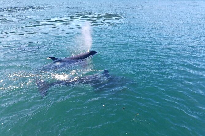 Whale Watching Tour from Anacortes - The Itinerary: What to Expect on Your Whale Watching Day