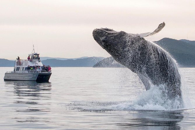 Whale Watching Tour from Anacortes - FAQ: Practical Questions About the Whale Watching Tour