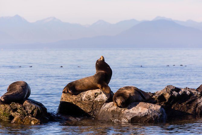 Whale-Watching Tour from Vancouver - A Deep Dive into the Vancouver Whale-Watching Experience