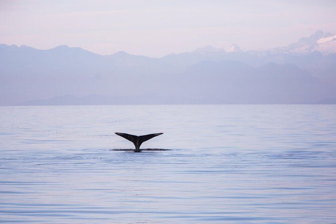 Whale-Watching Tour from Vancouver - FAQ