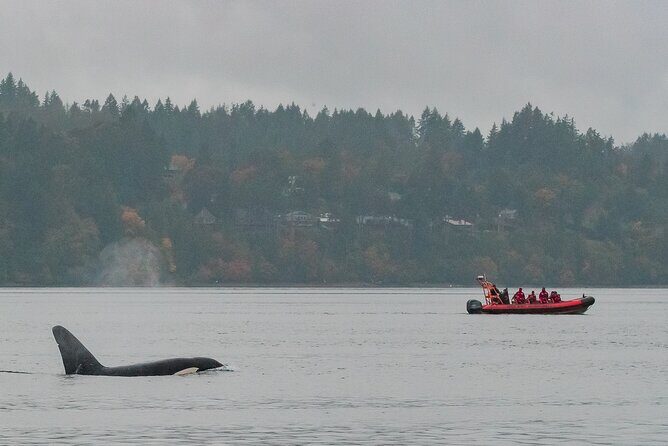 Whale Watching Tour in a Zodiac Boat in Victoria - An Immersive Marine Adventure in Victoria