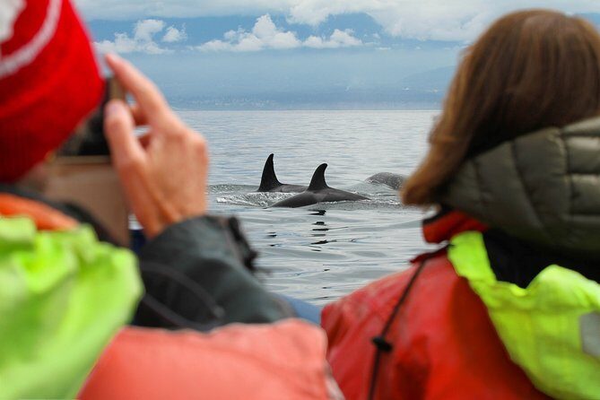 Whale Watching Tour in a Zodiac Boat in Victoria - FAQs