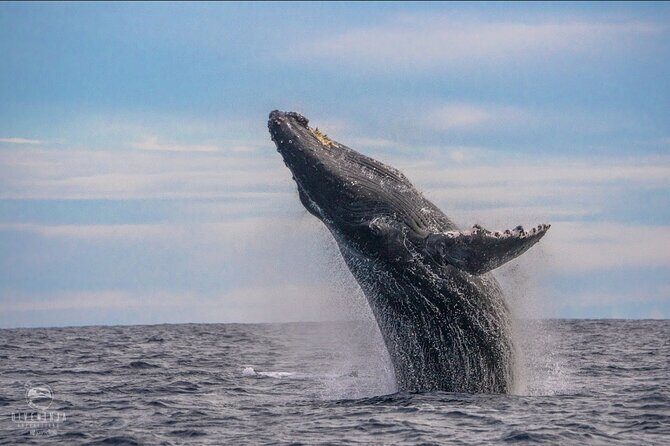 Whale Watching Tour in Cabo San Lucas - Whale Watching Tour in Cabo San Lucas