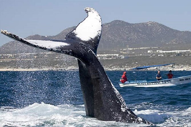 Whale Watching Tour in Glass Bottom Boat (VisitA Cabo) - Is It Worth the Price?