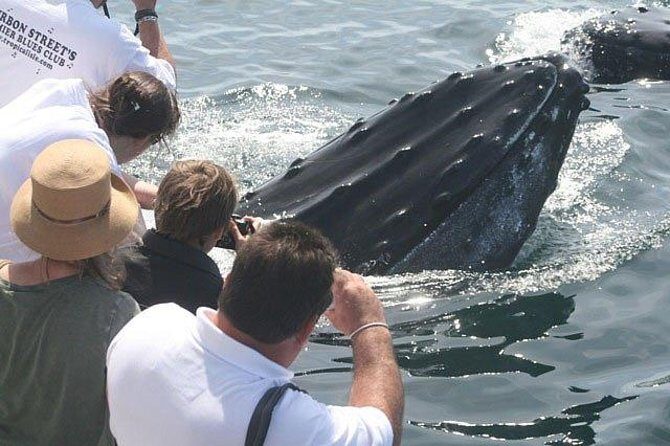 Whale Watching Tour in Gloucester - An In-Depth Look at the Experience