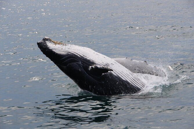 Whale Watching Tour in Gloucester - Final Thoughts