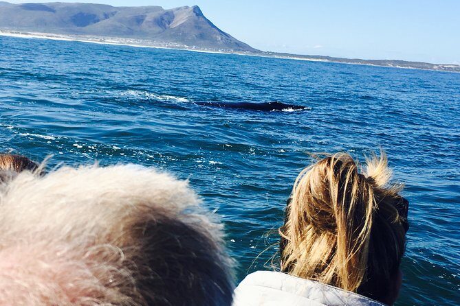 Whale Watching Tour in Hermanus with Hotel Pickup - The Itinerary: What You Can Expect