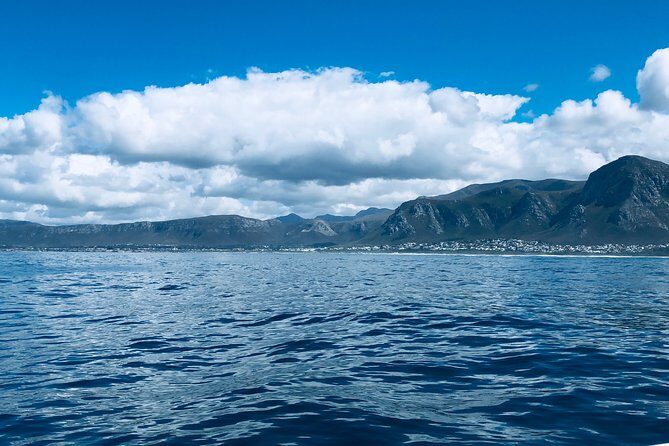 Whale Watching Tour in Hermanus with Hotel Pickup - Analyzing the Value