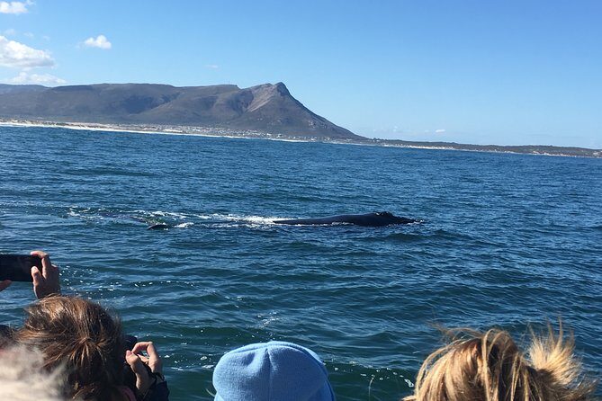 Whale Watching Tour in Hermanus with Hotel Pickup - FAQ