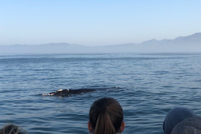 Whale Watching Tour in Hermanus with Hotel Pickup - Wrapping It Up