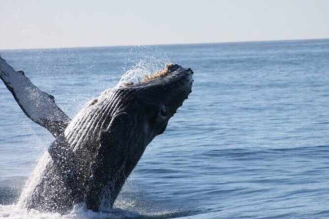 Whale Watching Tour in Los Cabos - An In-Depth Look at the Whale Watching Tour in Los Cabos