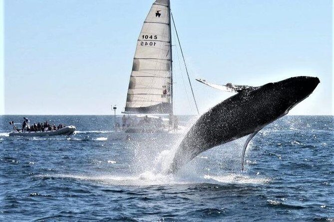 Whale Watching Tour in Los Cabos - FAQ